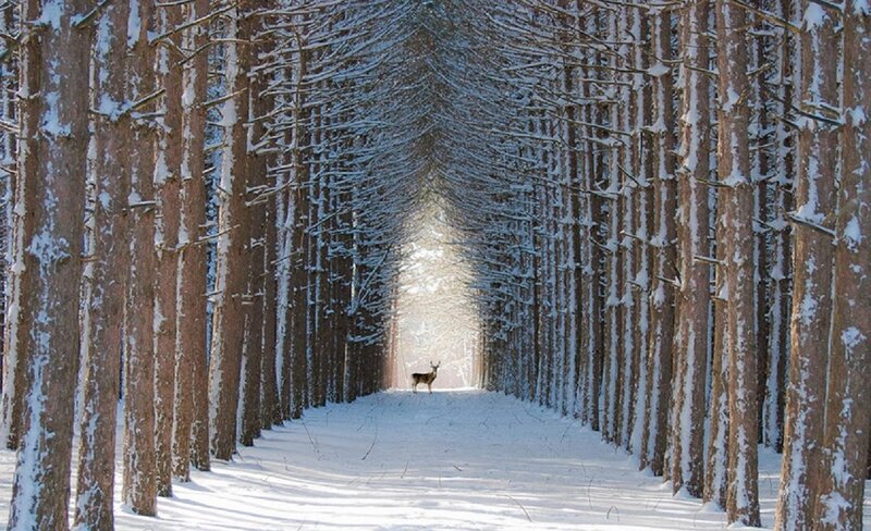 Deer in Snowy Tunnel — White, Serene