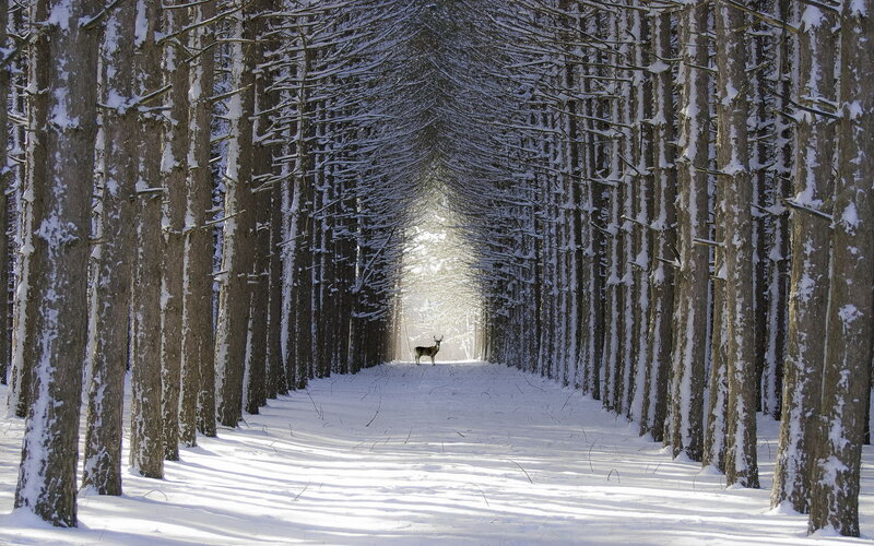 Deer in Snowy Tunnel — White
