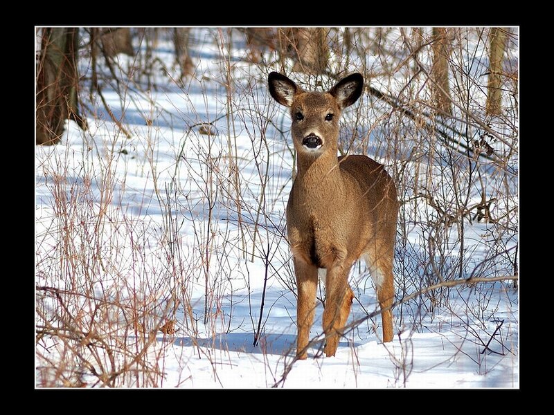 Deer in Snowy Woods — Brown, Calm, Winter