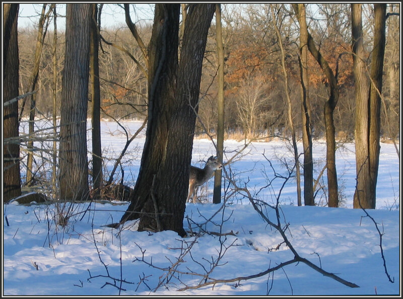 Deer in snowy woods