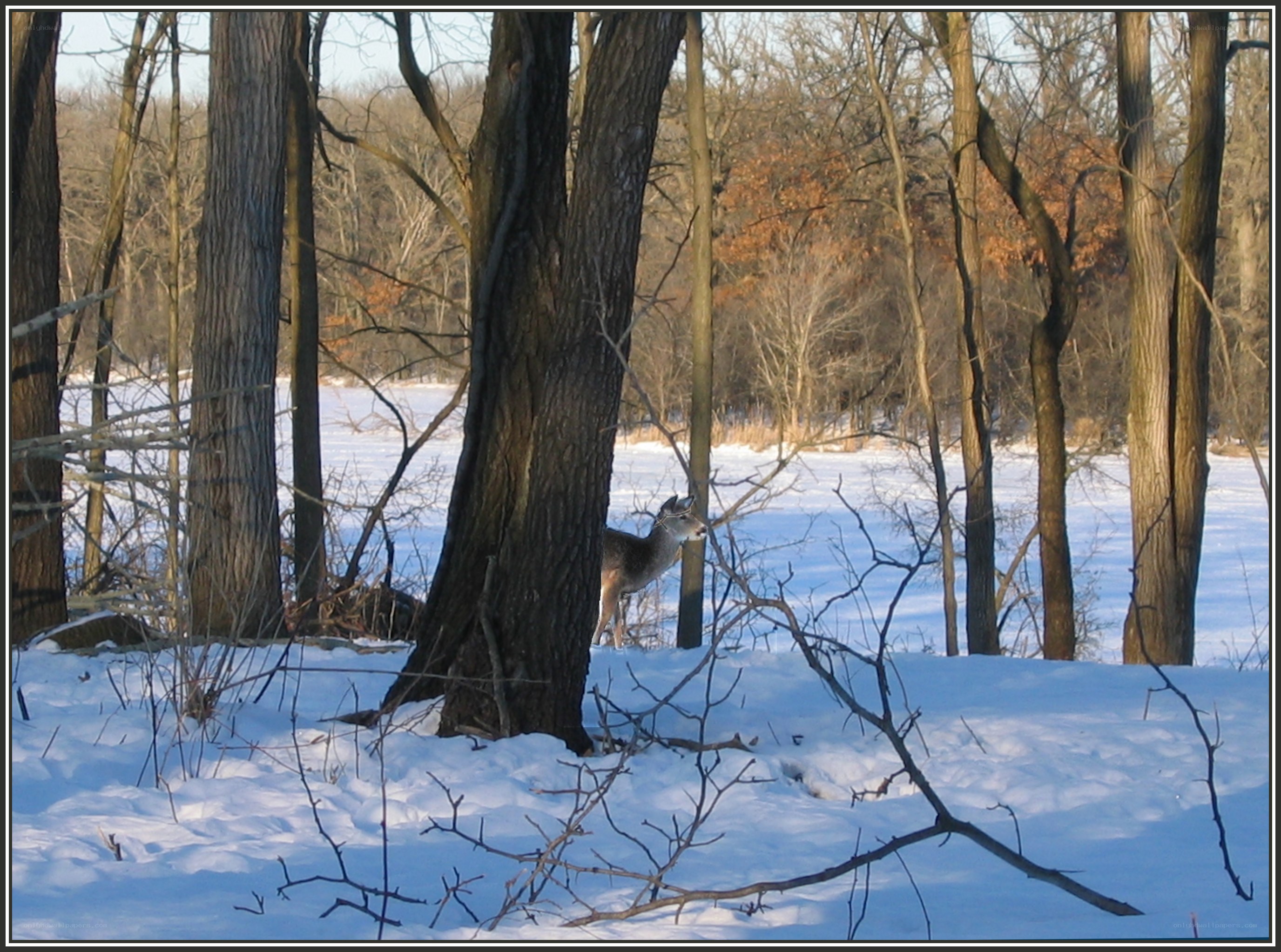 Deer in snowy woods