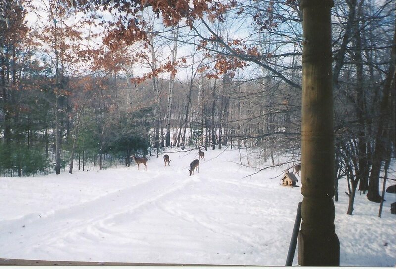 Deer in Snowy Yard — White