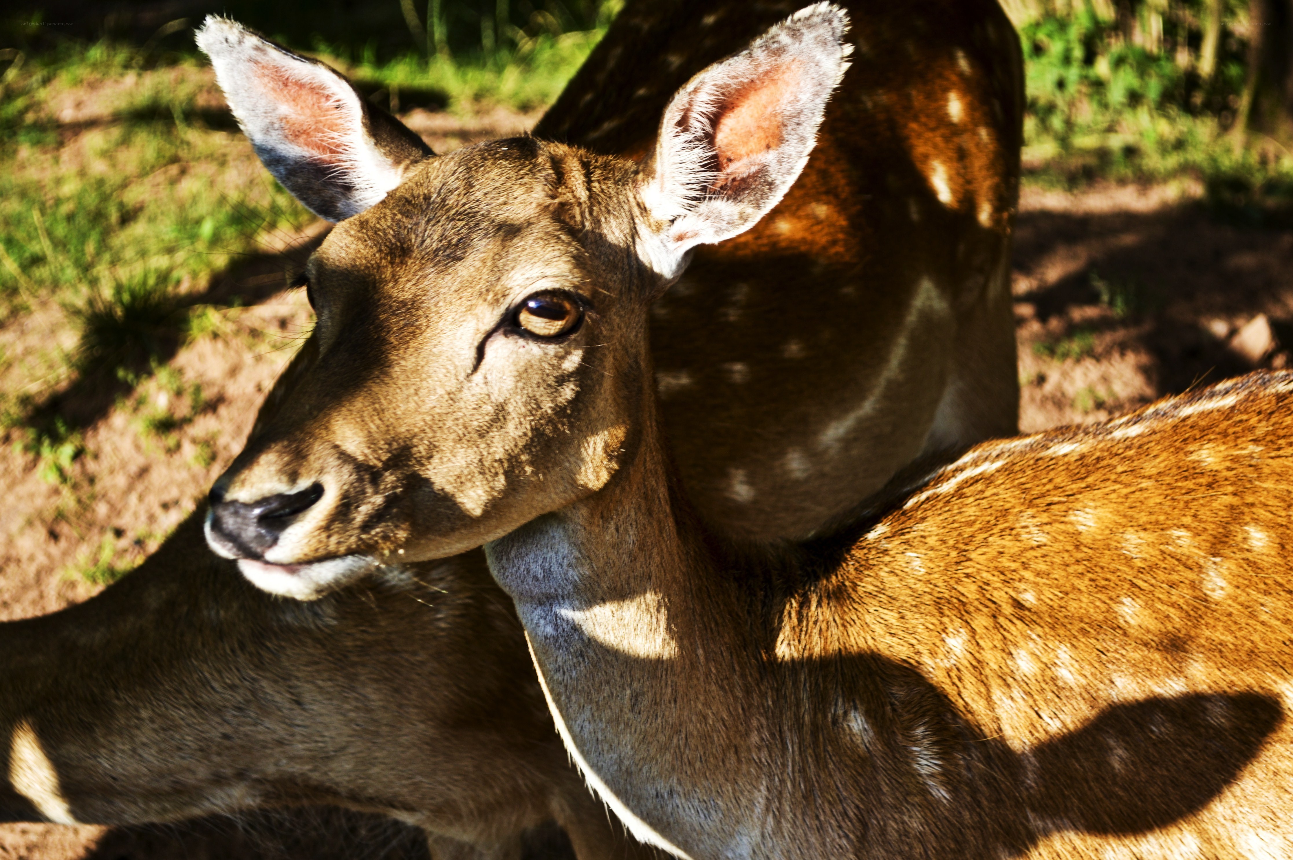 Deer in Sunlight