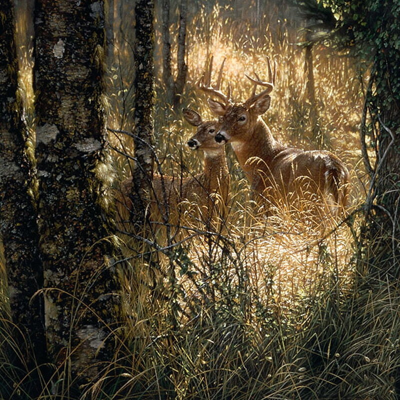 Deer in Sunlit Forest