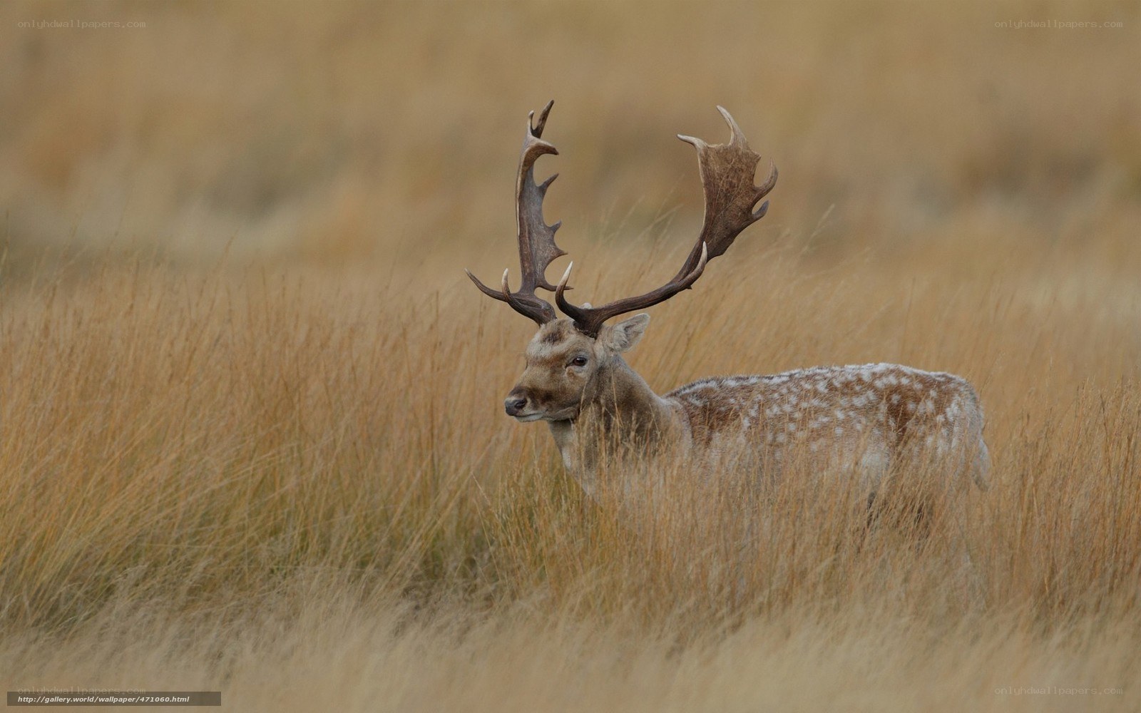 Deer in tall grass