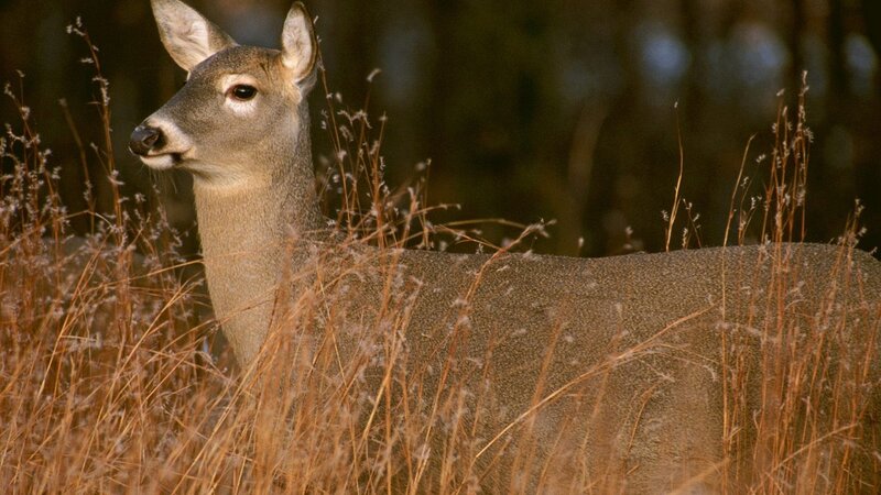 Deer in tall grass