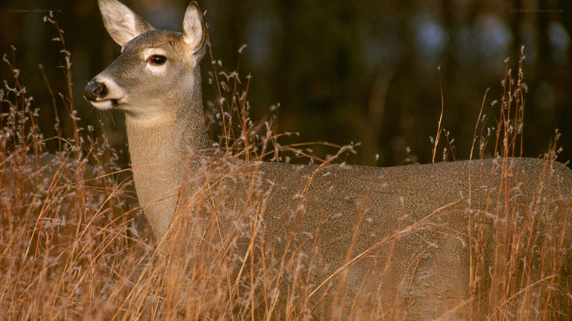 Deer in tall grass