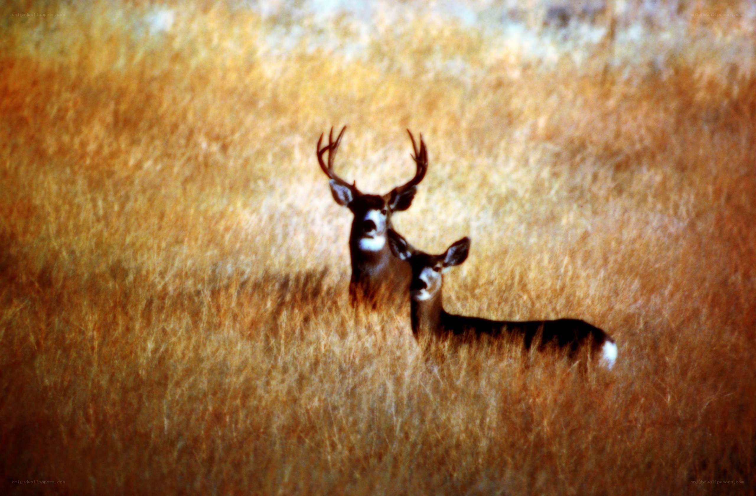 Deer in tall grass