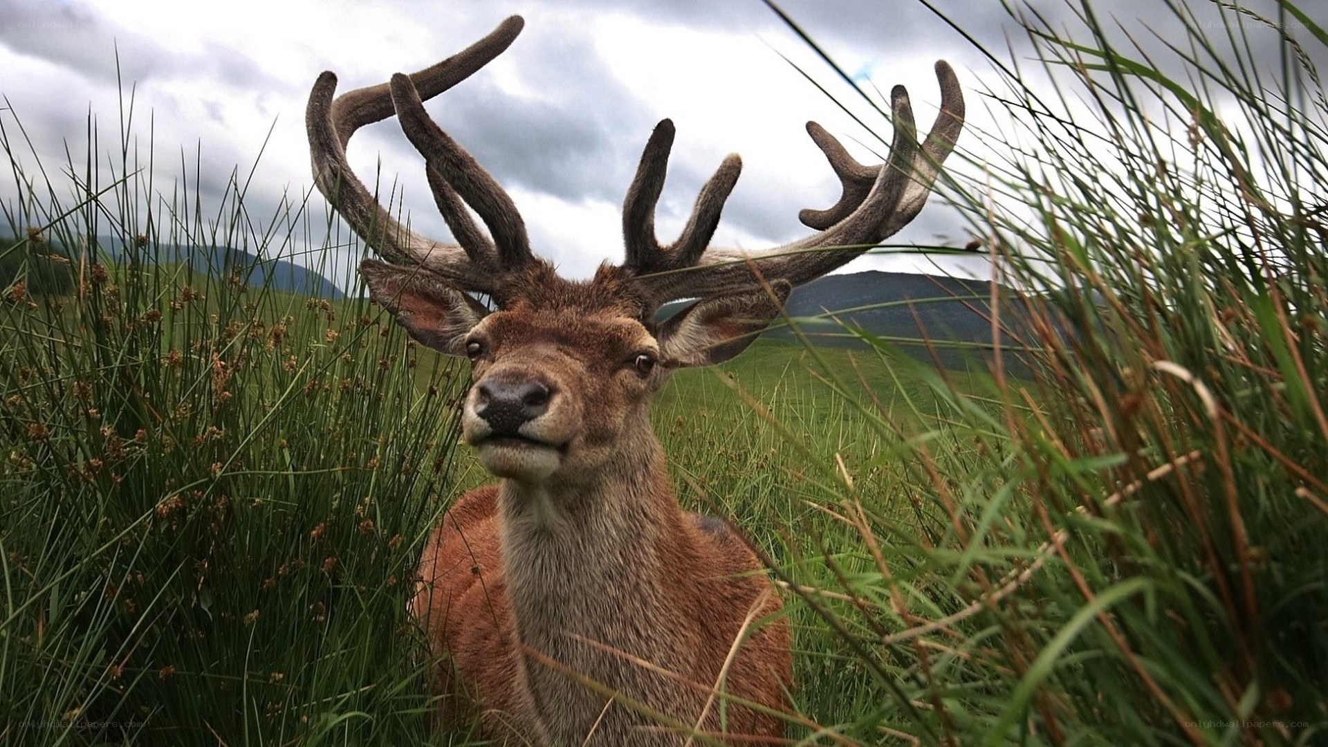 deer in tall grass