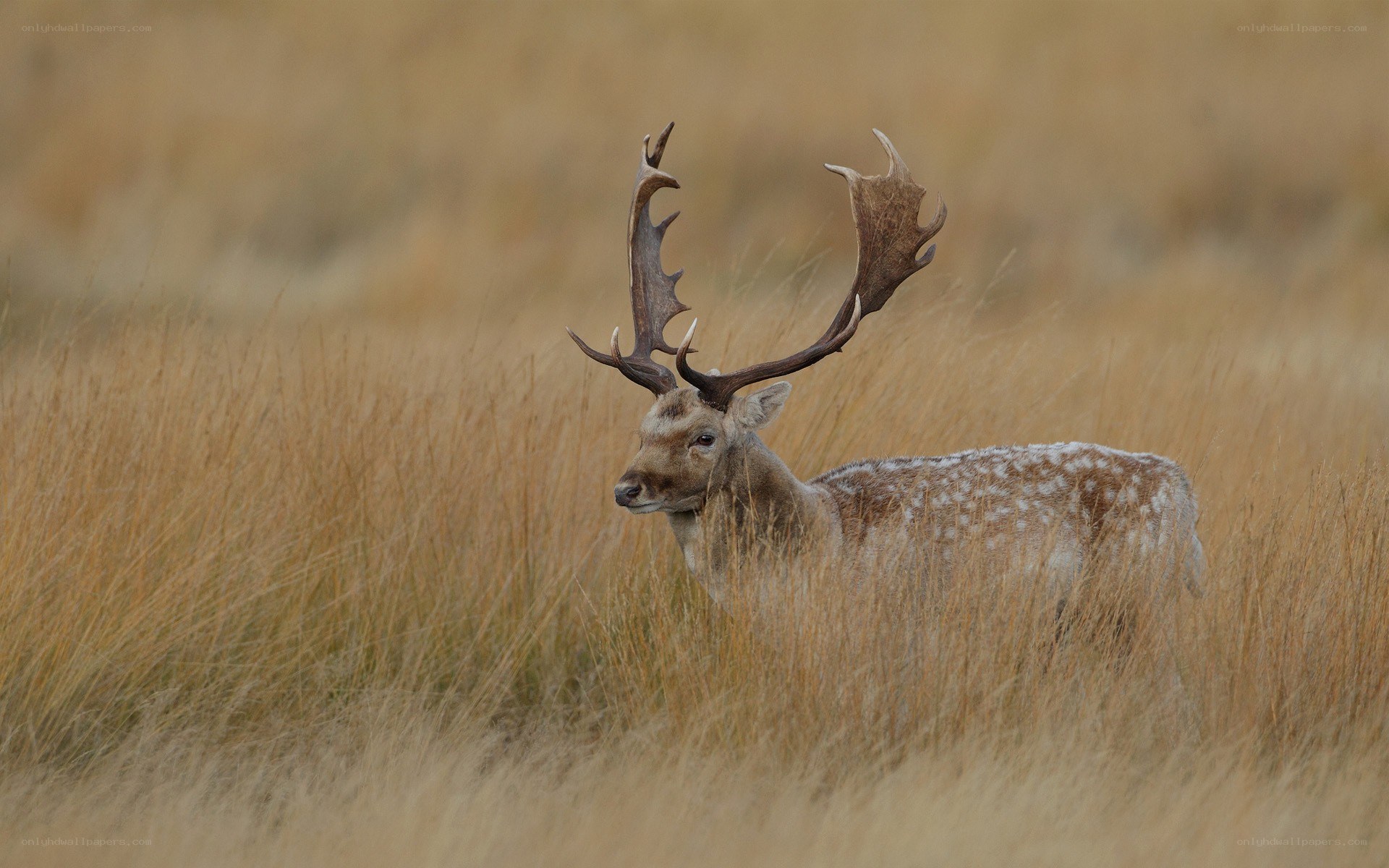 Deer in tall grass