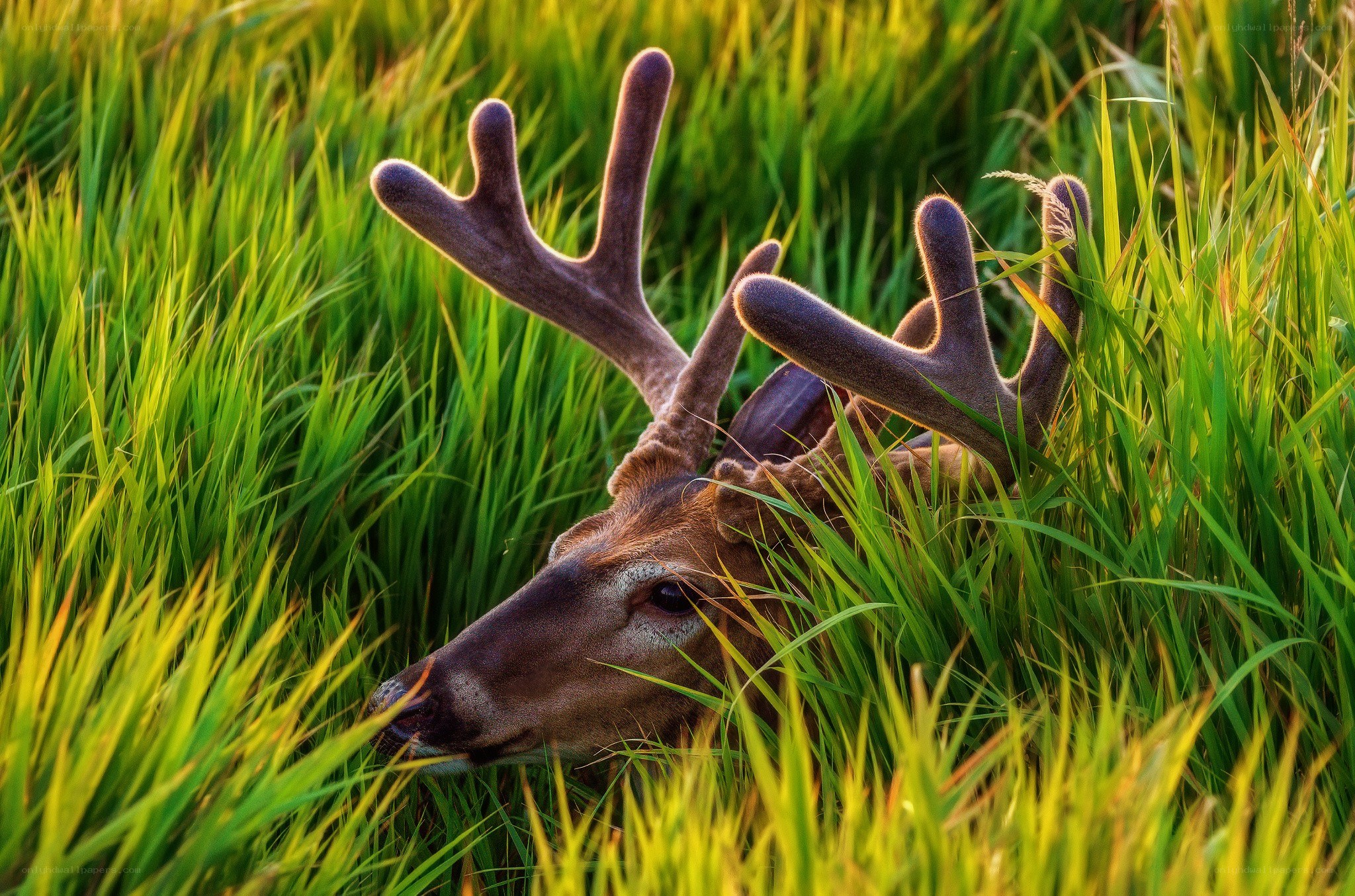 Deer in tall grass at sunset