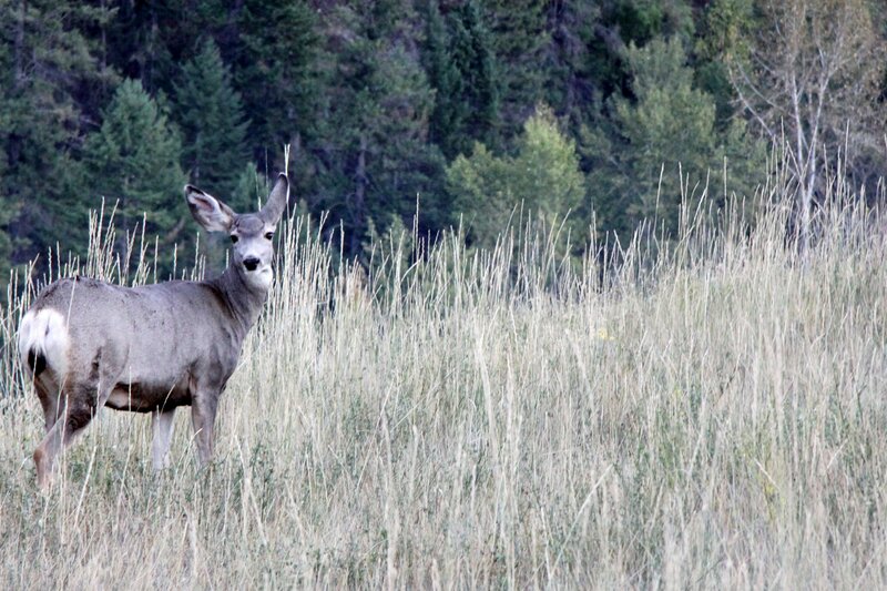 Deer in Tall Grass — Brown, Calm, Afternoon