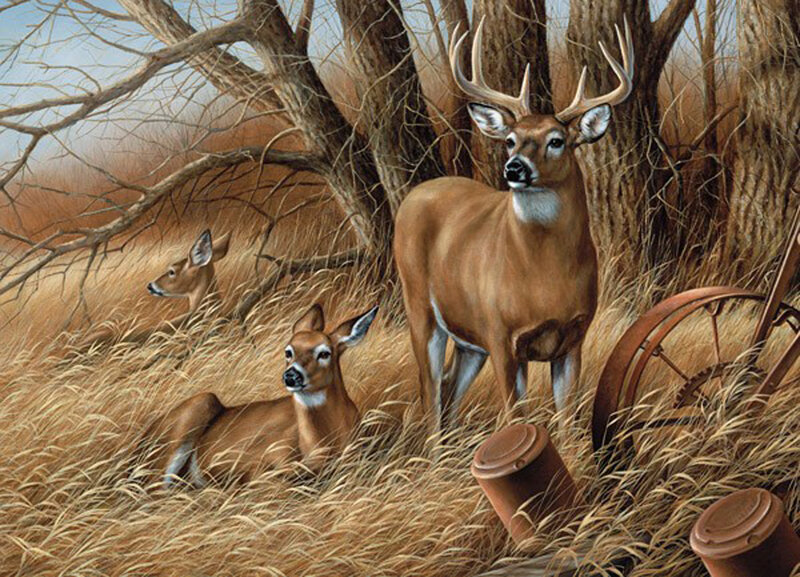 Deer in Tall Grass — Brown, Calm, Autumn