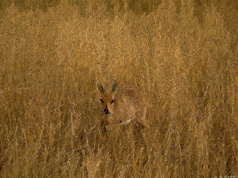 Deer in Tall Grass — Brown, Calm, Digital Art