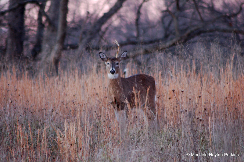 Deer in Tall Grass — Brown, Calm, Sunset