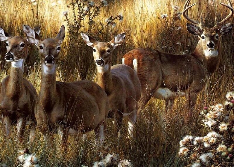 Deer in Tall Grass — Brown, Calm