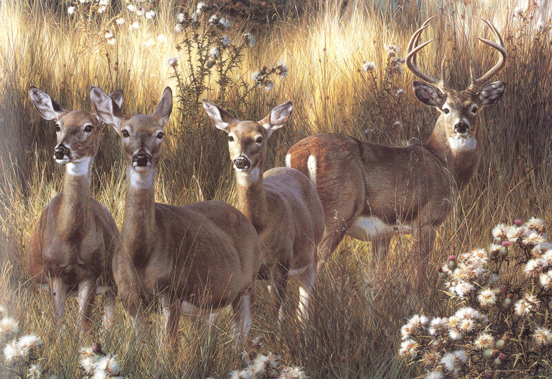 Deer in Tall Grass — Brown