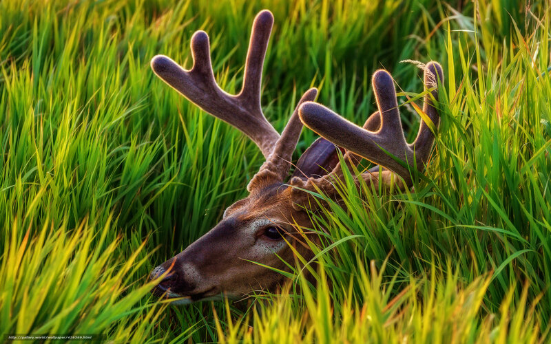 Deer in Tall Grass — Green, Serene, Sunset, Photograph
