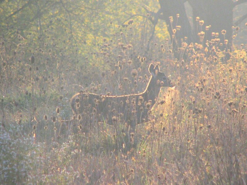Deer in Tall Grass — Green
