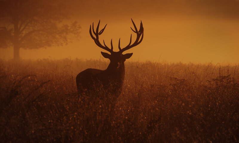 Deer in Tall Grass — Orange