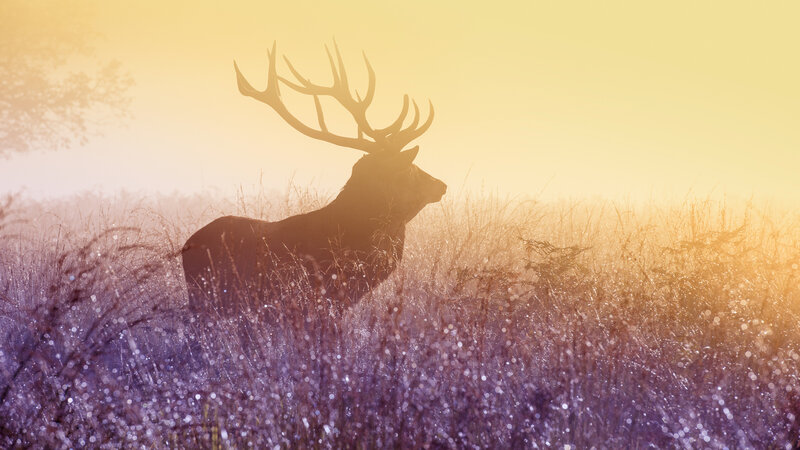 Deer in Tall Grass — Yellow