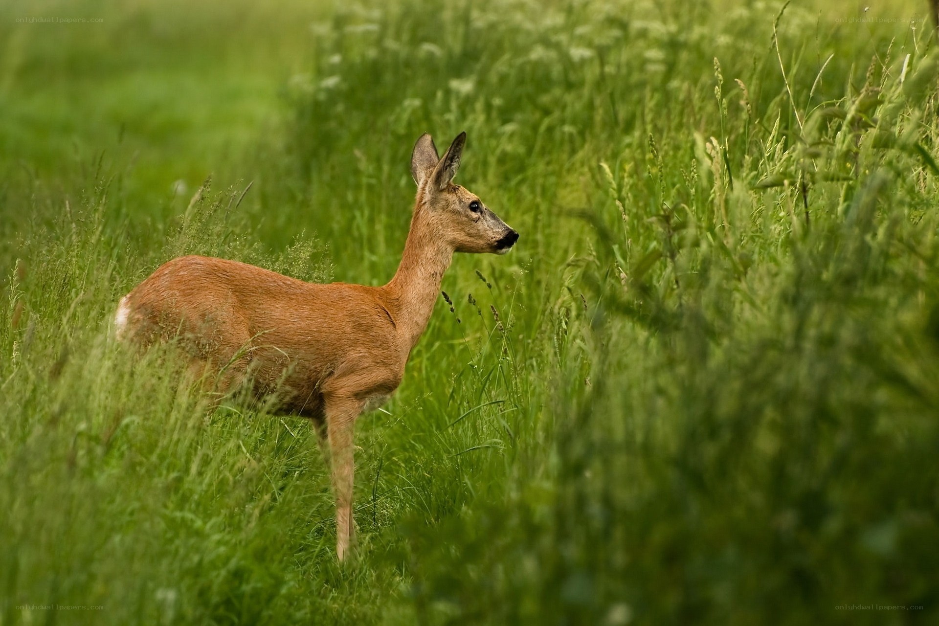 Deer in tall grass