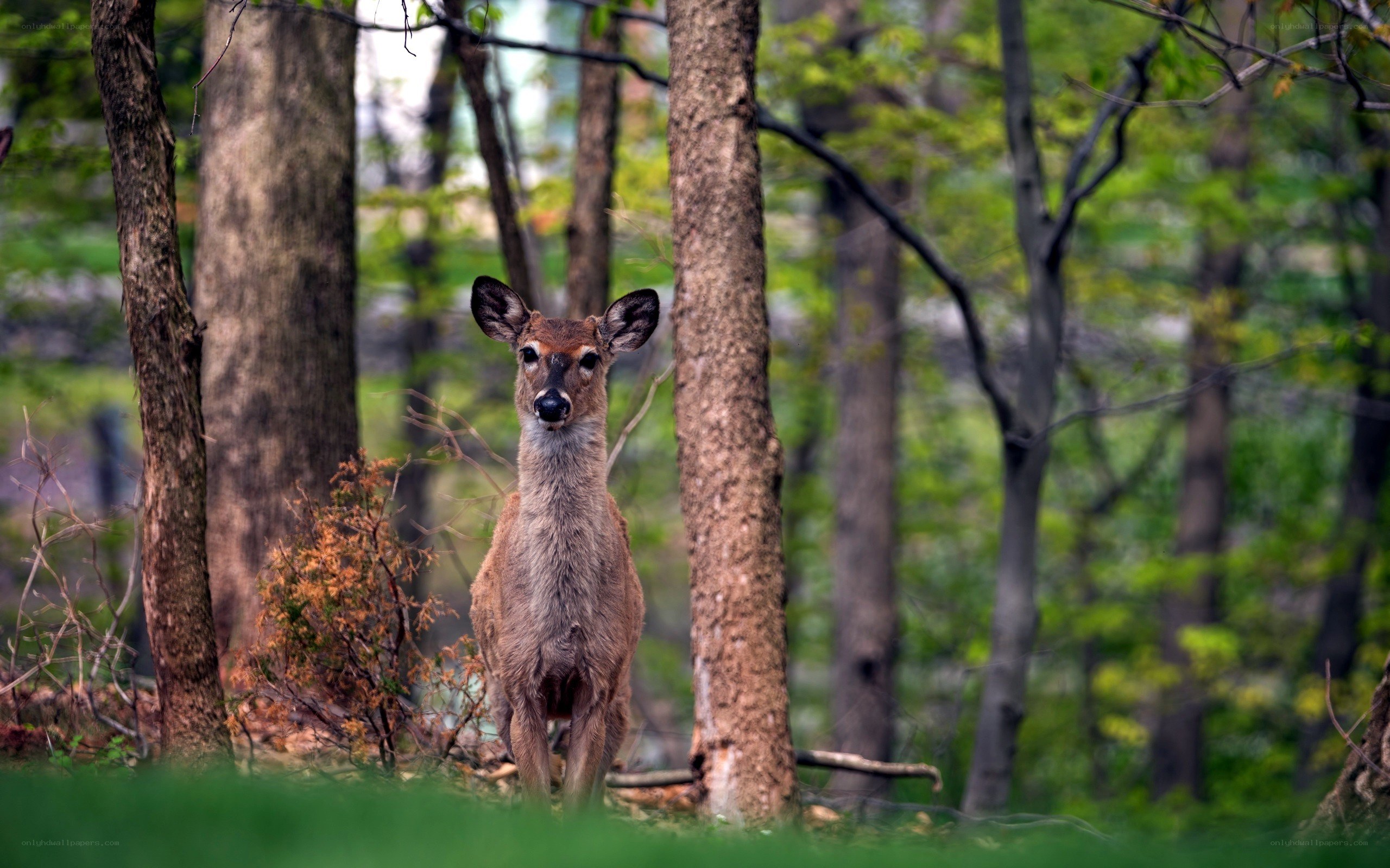 Deer in the forest