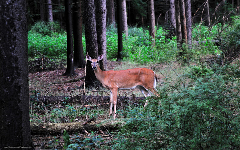 Deer in the forest