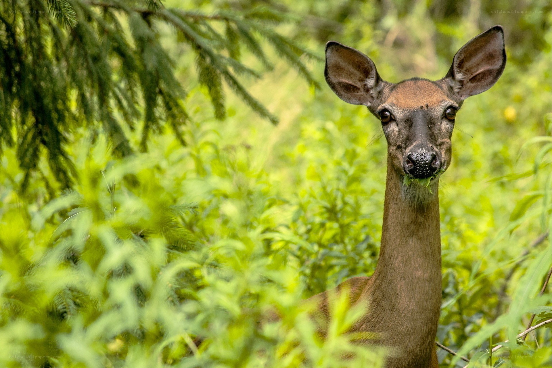 Deer in the forest