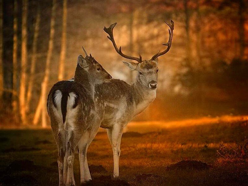 Deer in the forest at sunset