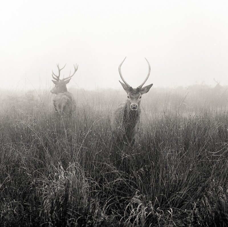 Deer in the mist
