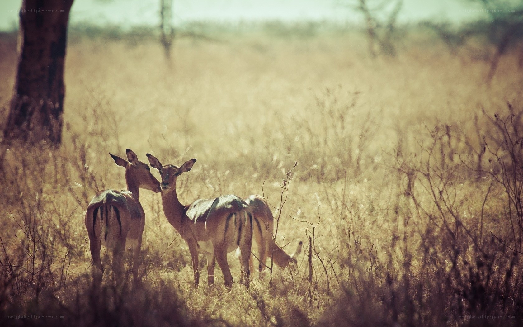 Deer in the savanna