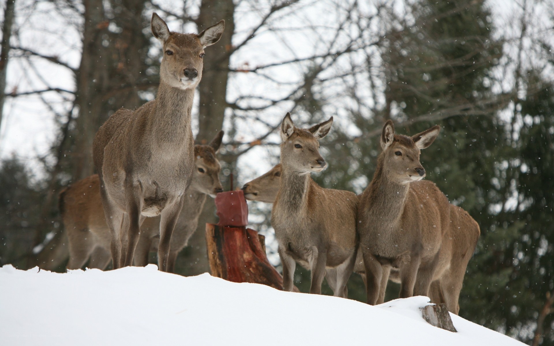 Deer in the snow