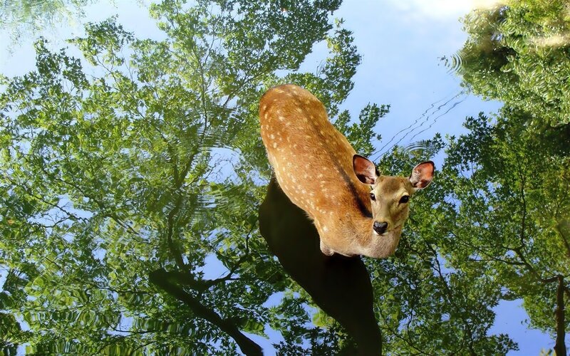 Deer in Water — Green