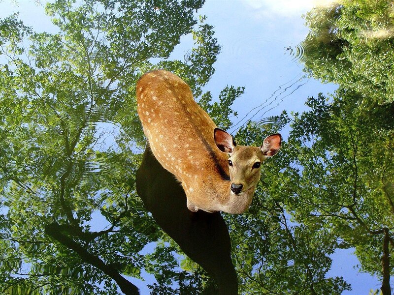 Deer in Water