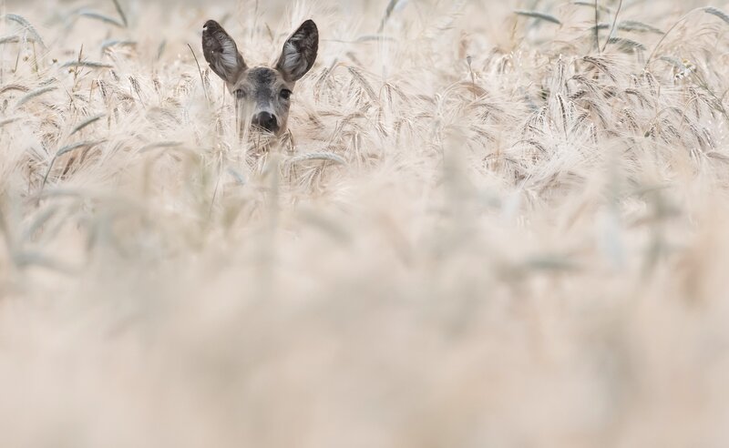 Deer in Wheat Field
