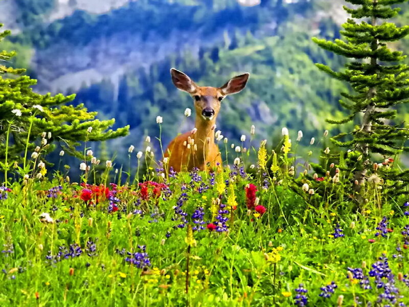 Deer in Wildflowers