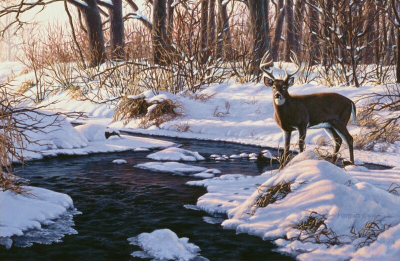 Deer in Winter Forest