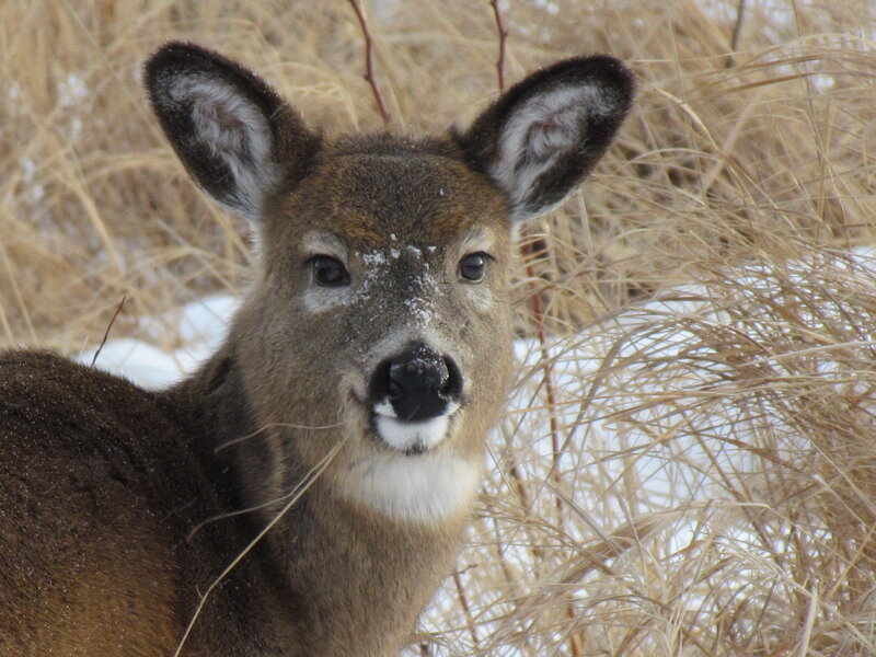 Deer in Winter Grass