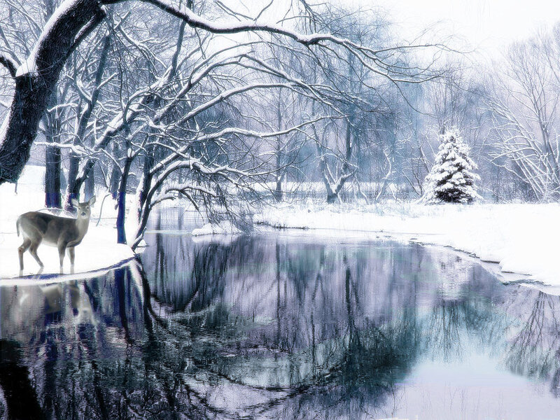 Deer in Winter Landscape — White, Serene, Photograph