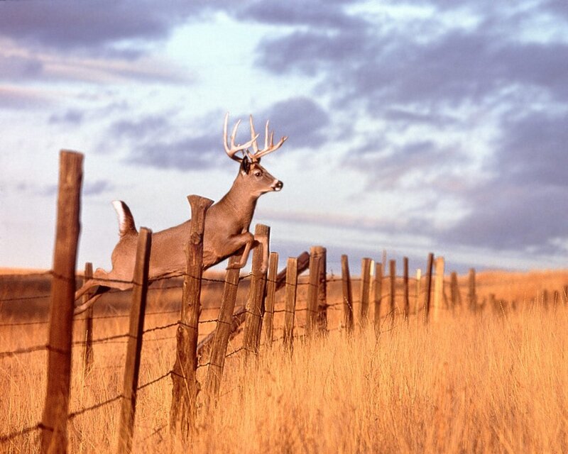 Deer Jumping Fence — Brown, Dramatic