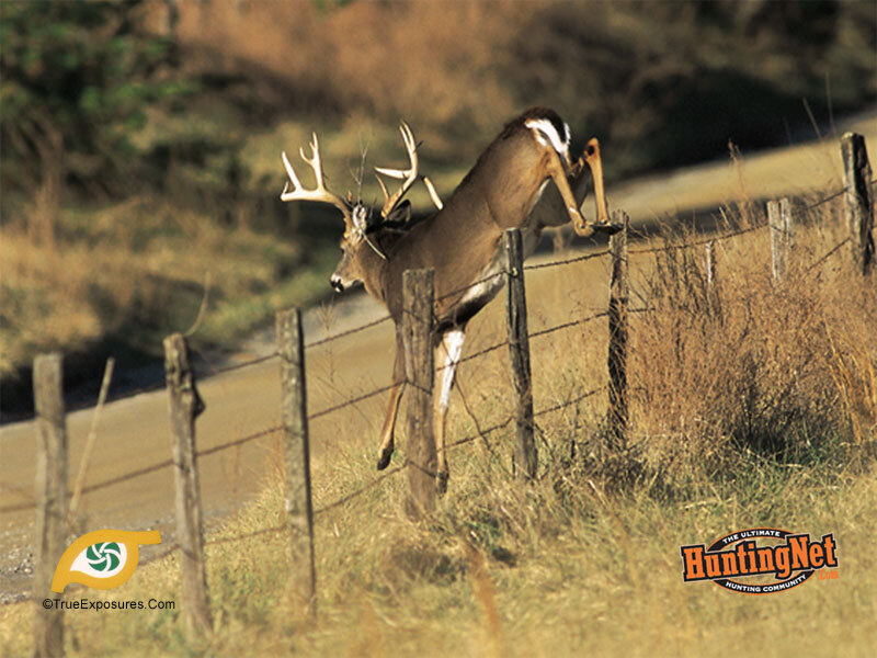 Deer Jumping Fence — Brown