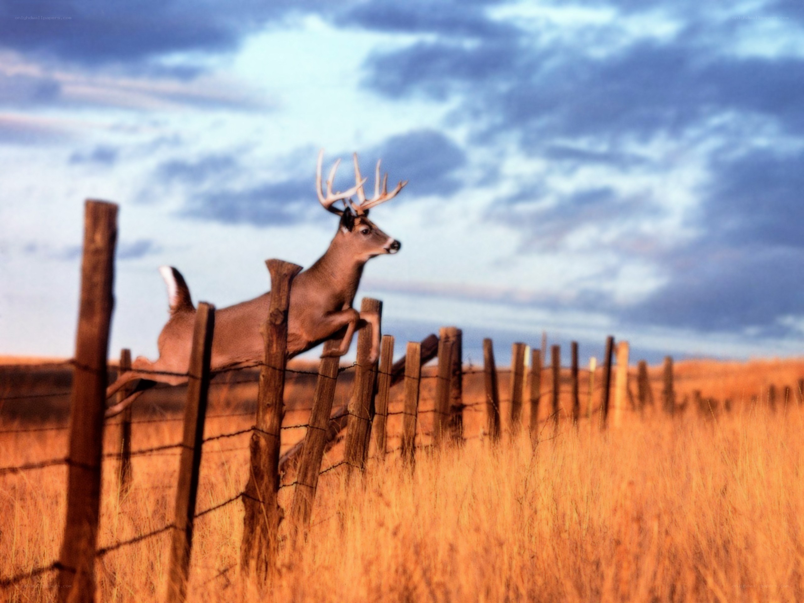 Deer jumping over fence