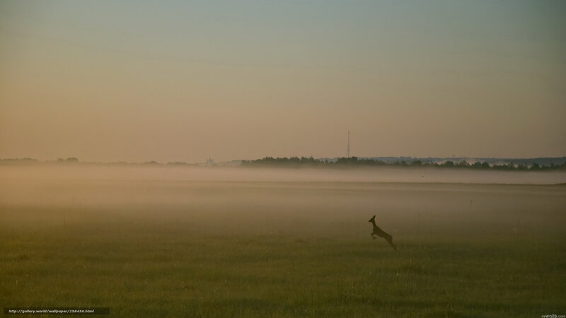 Deer leaping in misty field