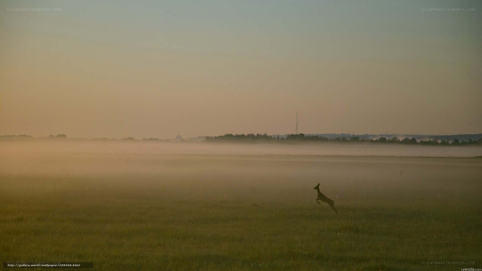 Deer leaping in misty field