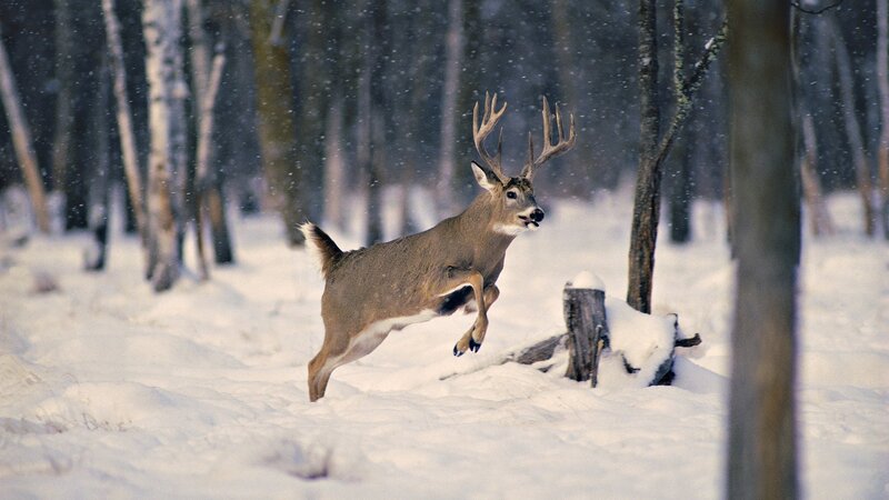 Deer leaping in snowy forest