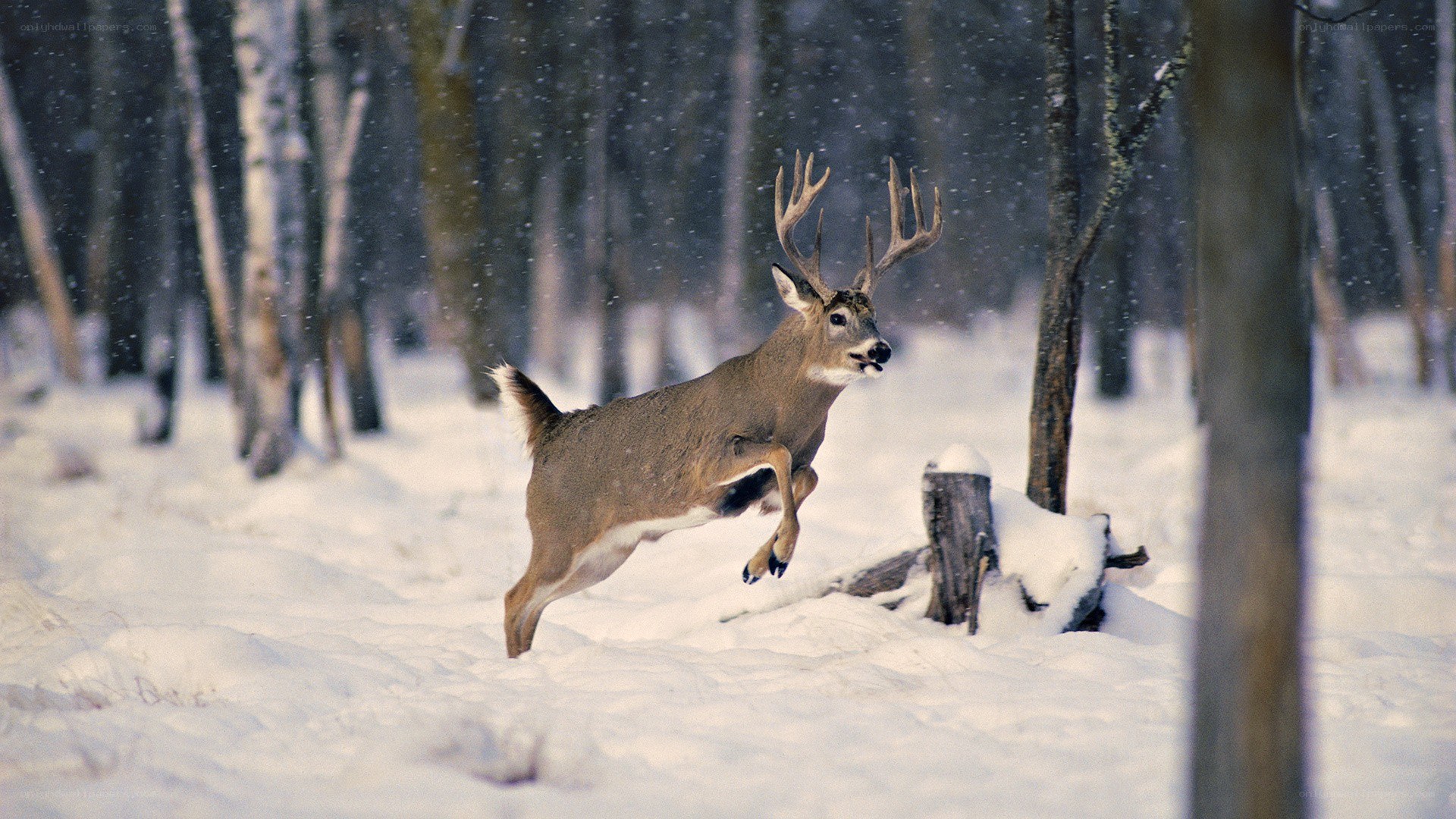 Deer leaping in snowy forest