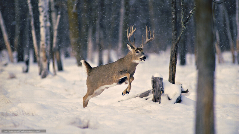 Deer leaping in snowy forest