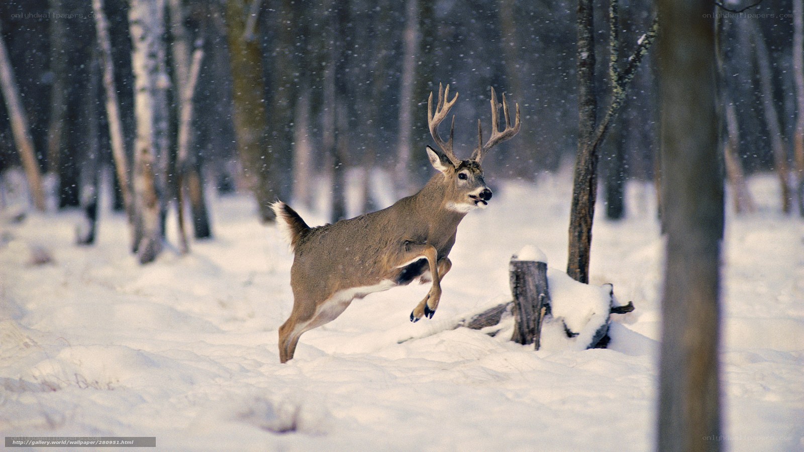 Deer leaping in snowy forest