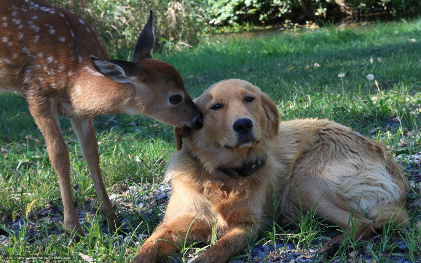Deer licking dog's face